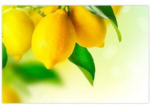 Obraz citrónov (90x60 cm)