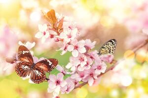Tapeta jarné kvety s exotickými motýľmi