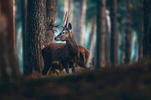 Samolepiaca fototapeta jeleň v borovicovom lese