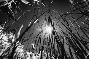 Fototapeta čiernobiela poľná tráva