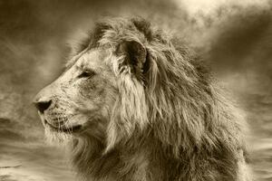 Samolepiaca tapeta africký lev v sépiovom prevedení