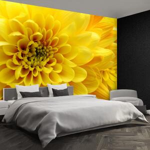 Fototapeta Vliesová Žltý kvet 104x70 cm
