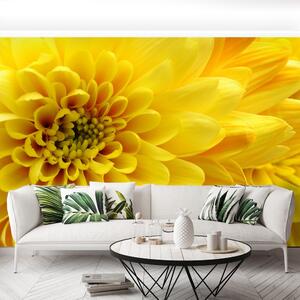 Fototapeta Vliesová Žltý kvet 416x254 cm