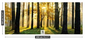 Fototapeta Vliesová Ráno v lese 250x104 cm