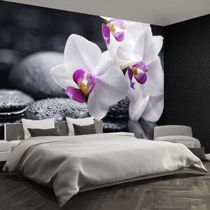 Fototapeta Vliesová Orchidea 250x104 cm