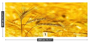 Fototapeta Vliesová Pšeničné polia 250x104 cm