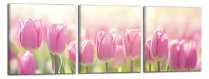 Obraz na stenu Ružové tulipány panoráma