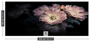 Fototapeta Vliesová Ružová ruža 250x104 cm