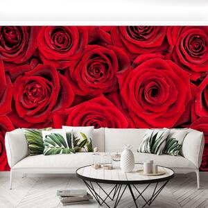 Fototapeta Vliesová Červené ruže 250x104 cm