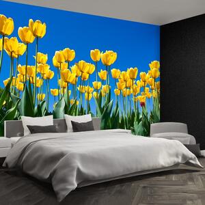 Fototapeta Vliesová Tulipán kvety 250x104 cm