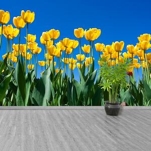 Fototapeta Vliesová Tulipán kvety 250x104 cm