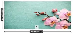 Fototapeta Vliesová Orchid pink 250x104 cm