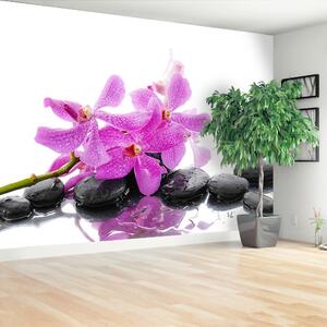 Fototapeta Vliesová Ružová orchidea 416x254 cm