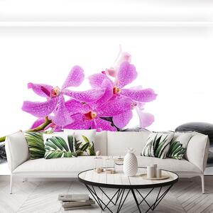 Fototapeta Vliesová Ružová orchidea 250x104 cm
