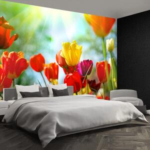 Fototapeta Vliesová Kvety tulipánov 104x70 cm