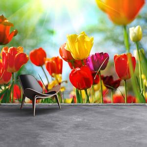 Fototapeta Vliesová Kvety tulipánov 312x219 cm