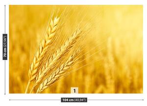 Fototapeta Vliesová Klas pšenice 104x70 cm