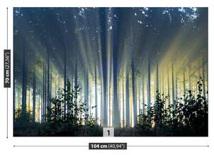 Fototapeta Vliesová Smrekový les 104x70 cm