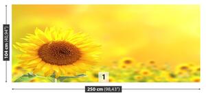 Fototapeta Vliesová Žlté slnečnice 250x104 cm