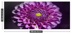 Fototapeta Vliesová Dahlia ružová 250x104 cm