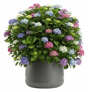 PLASTOVÝ KVETINÁČ LUNA VASE 42X32 CM ANTRACITOVÁ