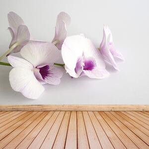 Fototapeta Vliesová Biele orchidey 312x219 cm