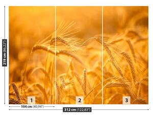 Fototapeta Vliesová Pšeničné polia 312x219 cm