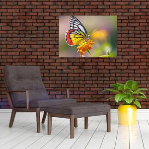 Obraz motýľa na kvete (70x50 cm)
