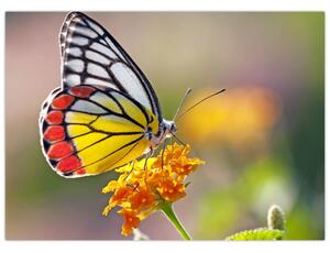 Obraz motýľa na kvete (70x50 cm)