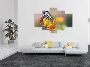 Obraz motýľa na kvete (150x105 cm)