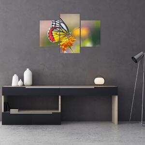 Obraz motýľa na kvete (90x60 cm)