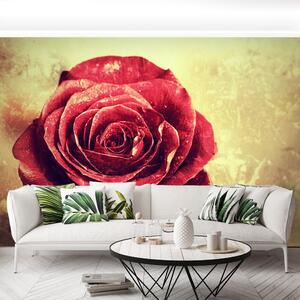 Fototapeta Vliesová Červená ruža 104x70 cm