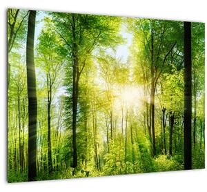 Obraz - Svitanie v lese (70x50 cm)