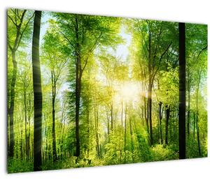 Obraz - Svitanie v lese (90x60 cm)