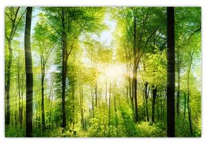 Obraz - Svitanie v lese (90x60 cm)
