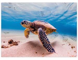 Obraz korytnačky v oceáne (70x50 cm)