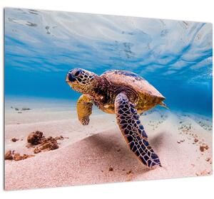 Obraz korytnačky v oceáne (70x50 cm)