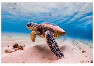 Obraz korytnačky v oceáne (90x60 cm)