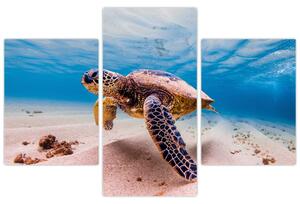 Obraz korytnačky v oceáne (90x60 cm)