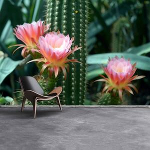 Fototapeta Vliesová Kaktusový kvet 104x70 cm