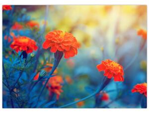 Obraz - Oranžové kvety (70x50 cm)
