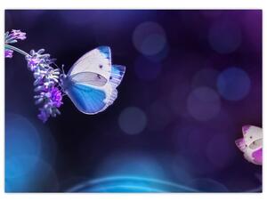 Obraz - Motýle na levanduli (70x50 cm)