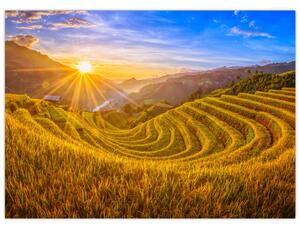 Obraz - Ryžové terasy vo Vietname (70x50 cm)