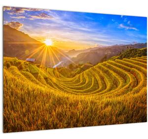 Obraz - Ryžové terasy vo Vietname (70x50 cm)