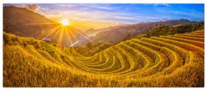 Obraz - Ryžové terasy vo Vietname (120x50 cm)