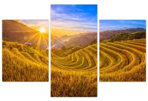 Obraz - Ryžové terasy vo Vietname (90x60 cm)