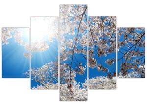 Obraz - Čerešňové kvety (150x105 cm)