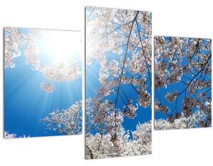 Obraz - Čerešňové kvety (90x60 cm)