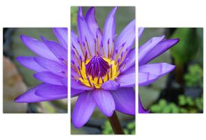 Obraz - Fialová kvetina (90x60 cm)