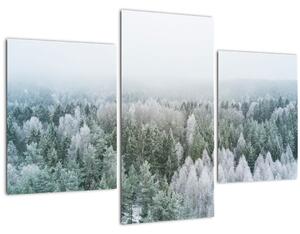 Obraz - Zasnežené vrcholky lesov (90x60 cm)